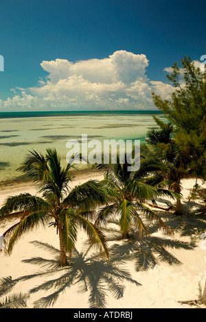 Palmiers sur Beach South Bimini Bahamas Océan Atlantique Banque D'Images