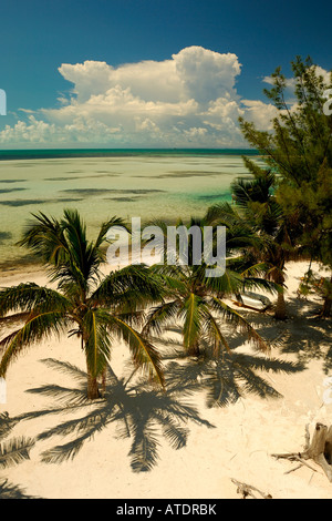 Palmiers sur Beach South Bimini Bahamas Océan Atlantique Banque D'Images