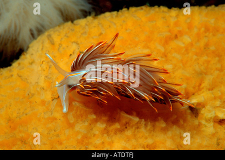 Aeolid Hermissenda crassicornis cornes épaisses British Columbia Pacific Ocean Banque D'Images