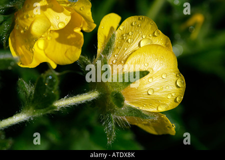 Globeflower après la pluie Banque D'Images