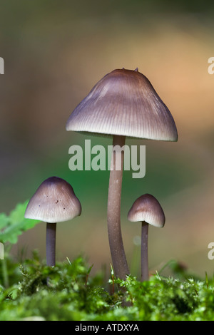 Beau groupe de Mycena galericulata sur de plus en plus ancien journal therfield woods hertfordshire avec belle arrière-plan flou Banque D'Images