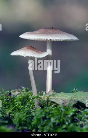 Belle paire de Mycena galericulata sur de plus en plus ancien journal therfield woods hertfordshire avec belle arrière-plan flou Banque D'Images