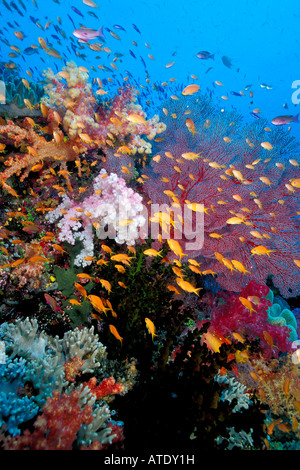 Les récifs coralliens tropicaux de l'océan Pacifique Fidji Banque D'Images