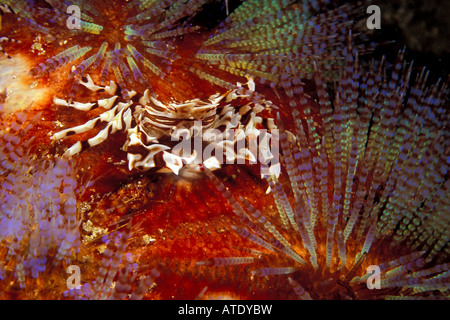 Zebrida oursin Crabe Zèbre adamsii sur un feu Asthenosoma varium Oursin Océan Pacifique Fidji Banque D'Images