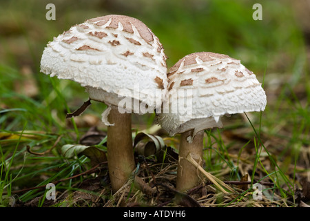 Macrolepiota procera Le Parasol la culture des champignons dans les bois à Therfield Cambridgeshire Banque D'Images