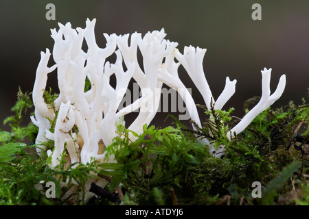 Clavulina cristata croissant dans la masse moussue chicksands avec bois joli hors focus contexte bedfordshire Banque D'Images