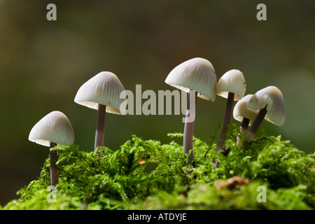 Groupe de mycena croissant sur souche moussue avec éclairage de fond de bois mou chicksands bedfordshire avec arrière-plan flou Banque D'Images