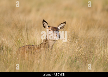 Red Deer Cervus elaphus Hind en herbe longue Richmond Park Londres Banque D'Images