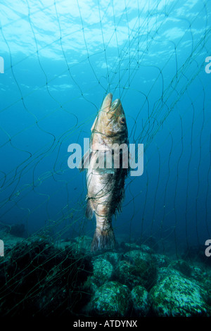 Filet de pêche côtière illégale Banque D'Images