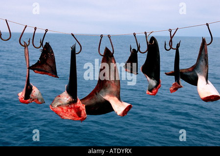 Les nageoires de requin est l'un des plus destructeur des pêches Banque D'Images