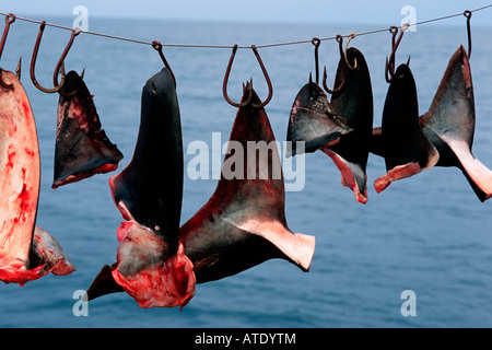 Les nageoires de requin est l'un des plus destructeur des pêches Banque D'Images