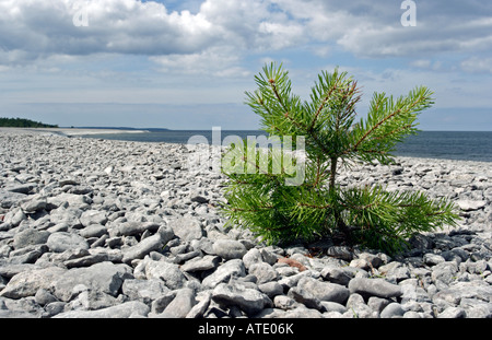 Pine est une plante sur plage de galets Banque D'Images