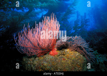 Gorgones rouges Lophogorgia chilensis Californie Océan Pacifique Banque D'Images