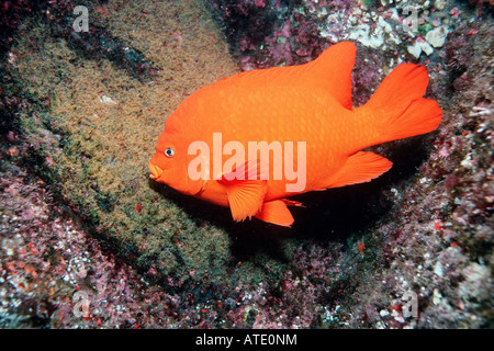 Hypsypops rubicundus Garibaldi avec nest Banque D'Images