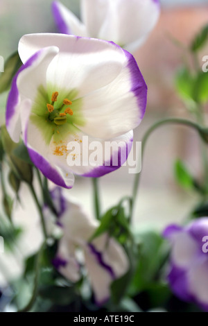 Lisianthus Banque D'Images