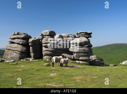 Les moutons devant Combestone Tor sur Devon Dartmoor UK. Banque D'Images