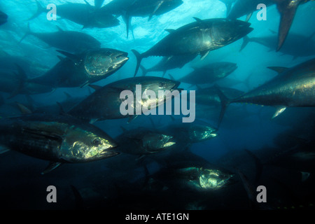 Thon rouge Thunnus thynnus Mexique Océan Pacifique Banque D'Images