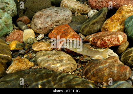 Les jeunes saumons coho Oncorhynchus kisutch Sugarpine Creek, Oregon Banque D'Images