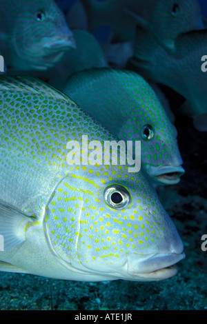 Sweetlips Plectorhinchus flavomaculatus tachetée d'or de l'océan Pacifique Fidji Banque D'Images