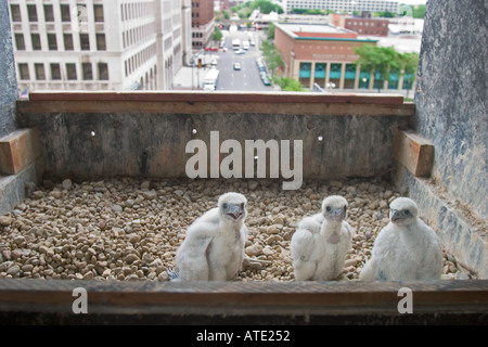 Le faucon pèlerin niche sur des poussins dans un bâtiment élevé de Detroit Banque D'Images