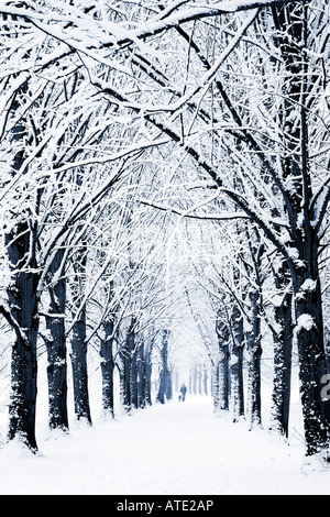 Un homme promenait son chien à travers une avenue d'arbres enneigés de Coate Water Country Park Banque D'Images