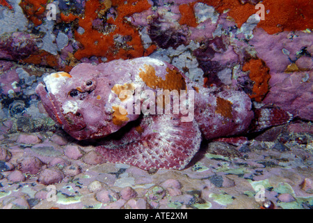 Devil scorpionfish Scorpaenopsis diabolus Banque D'Images