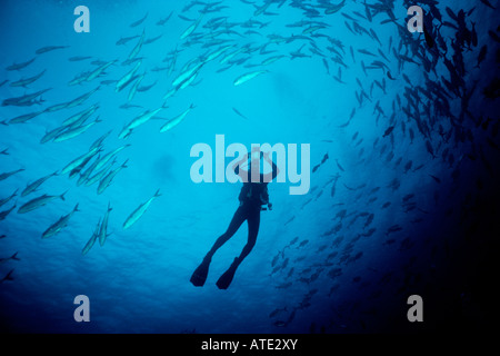 Jack Caranx sexfasciatus obèse avec l'océan Pacifique de l'île Cocos plongeur Banque D'Images