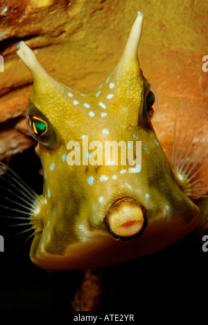 Longhorn Lactoria cornuta cowfish sont trouvés dans les régions tropicales de l'Océan Pacifique Océan Pacifique Papouasie-Nouvelle-Guinée Banque D'Images