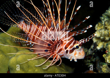 Le poisson-papillon pterois antennata Banque D'Images