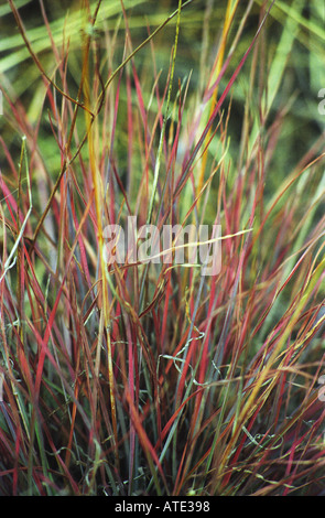 Des touffes d'herbes indigènes multicolores Canberra Australie 3261 Banque D'Images