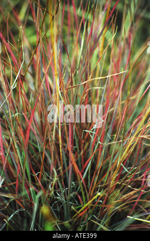 Des touffes d'herbes indigènes multicolores Canberra Australie 3262 Banque D'Images