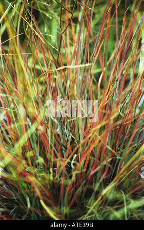 Des touffes d'herbes indigènes multicolores Canberra Australie 3264 Banque D'Images