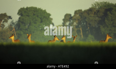 Un troupeau de cerfs rouges sur les terres agricoles de Norfolk Banque D'Images