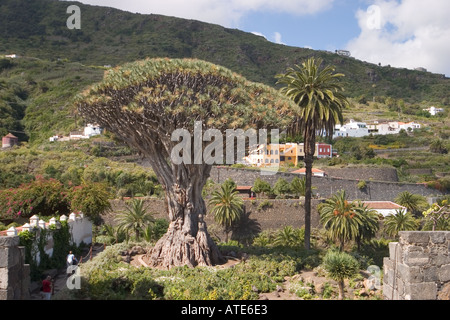 Dragon ou arbre Drago milenario Drago à Icod de los Vinos Tenerife Espagne Banque D'Images