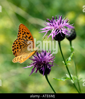 Fritillary sur centaurée jacée Banque D'Images