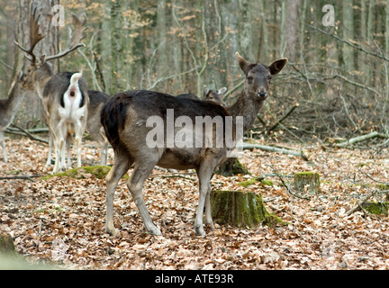 Femme daims dans le parc naturel de Schönbuch en Allemagne près de Böblingen Banque D'Images