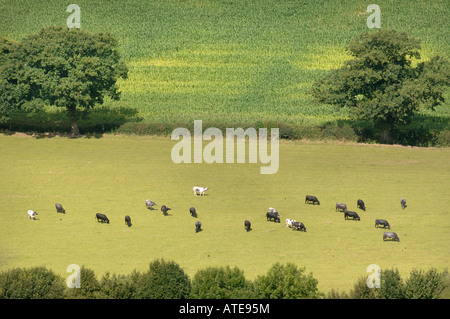 Vue d'une vallée PRÈS DE COTSWOLD ULEY DANS GLOUCESTERSHIRE de pâturage avec des vaches laitières UK Banque D'Images