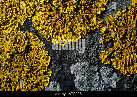 Les lichens poussant sur des pierres tombales anciennes Banque D'Images