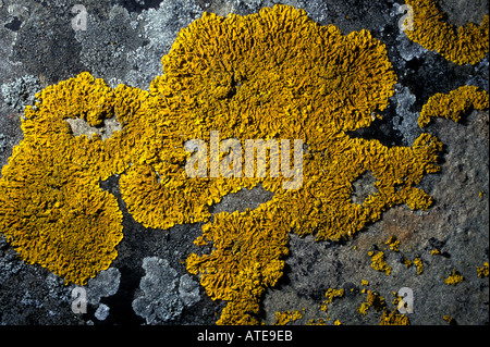 Les lichens poussant sur des pierres tombales anciennes Banque D'Images