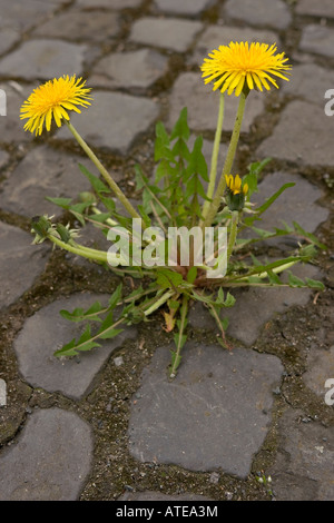 Un pissenlit Taraxacum officinale poussant sur le trottoir au milieu de la ville Banque D'Images