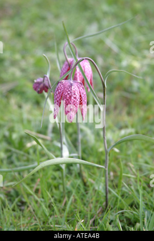 Fritilleries Fritillaria Meleagris Serpents Head Banque D'Images