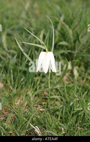 Fritilleries Fritillaria Meleagris Serpents Head Fritillary Fleurs Banque D'Images