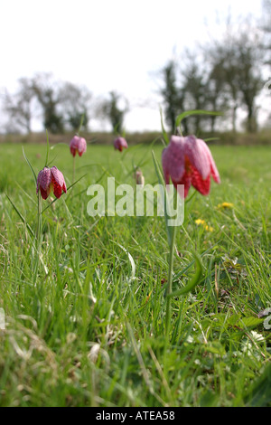 Fritilleries Fritillaria Meleagris Serpents Head Fritillary Fleurs Banque D'Images