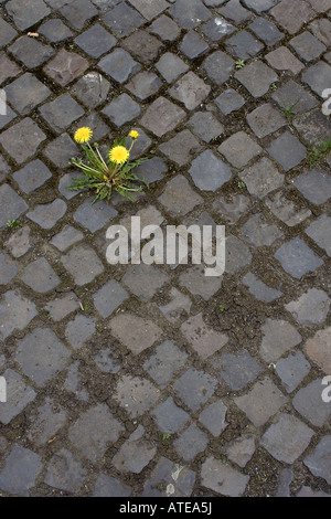 Un pissenlit Taraxacum officinale poussant sur le trottoir au milieu de la ville Banque D'Images