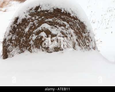 Ballots de foin d'été laminées dans le champ couvert de neige en hiver Banque D'Images