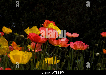 Coquelicots au soleil Banque D'Images