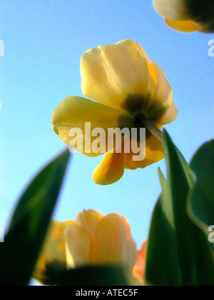 Sections tulipes jaune Banque D'Images