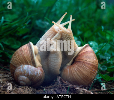 Escargots, Escargot romain Banque D'Images