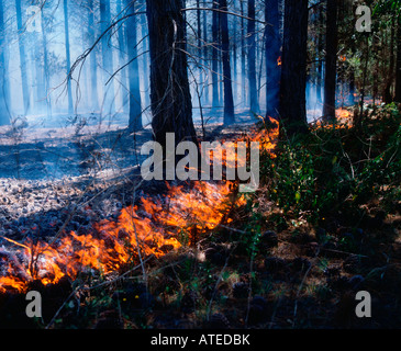 Feu de brousse Banque D'Images