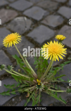 Un pissenlit Taraxacum officinale poussant sur le trottoir au milieu de la ville Banque D'Images